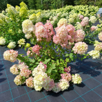 Hortenzia metlinatá (Hydrangea paniculata) ´DIAMANTINO´® – výška 30-60 cm, kont. C2L